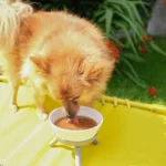 doggyrade_hydration_prebiotic_drink_dog_5e5bf322-8045-45f1-a5c7-b47818ab3442
