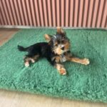 vet bed dry bed loomp (3)