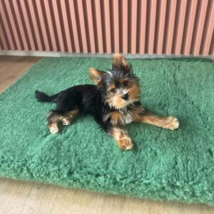 vet bed dry bed loomp (3)