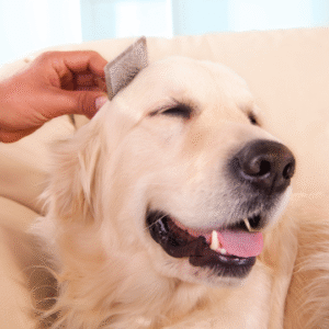 krtača slicker za pse