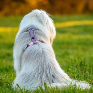 oprsnica za psa loomp neopren pametna zaponka qr koda