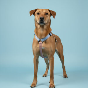 oprsnica pasja oprtnica loomp qr pametna oprema nove generacije