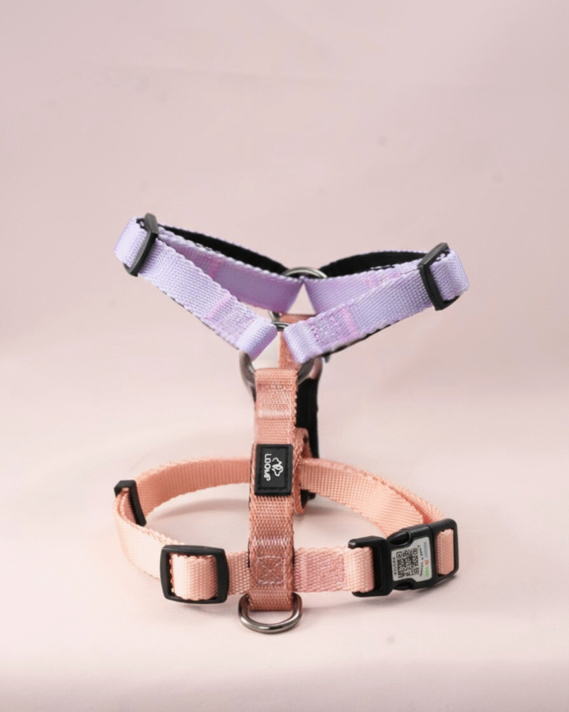 pametna Y oprsnica za psa loomp qr koda