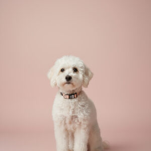 Ovratnica Sport ovratnica Pasja ovratnica