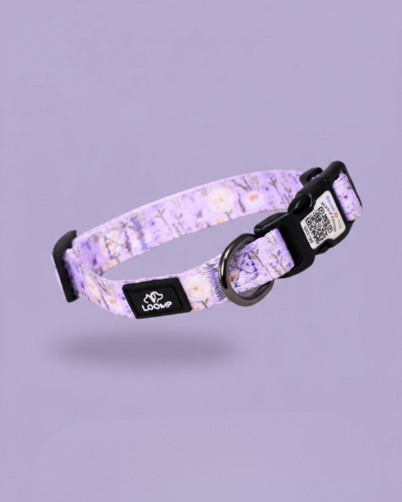 pametna qr ovratnica za pse vijolična loomp