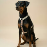 pasja oprnica v obliki Y apametna oprsnica qr zaponka loomp siva bež (2)