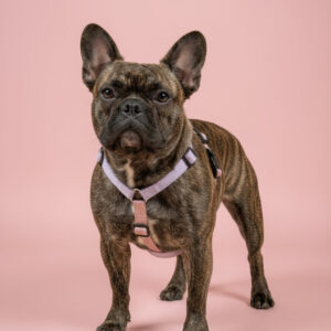 Neopren oprsnica Y oprsnica Športna oprsnica Pasja oprsnica