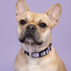 smart qr collars for dogs loomp pametna oprema za pse loomp (1)